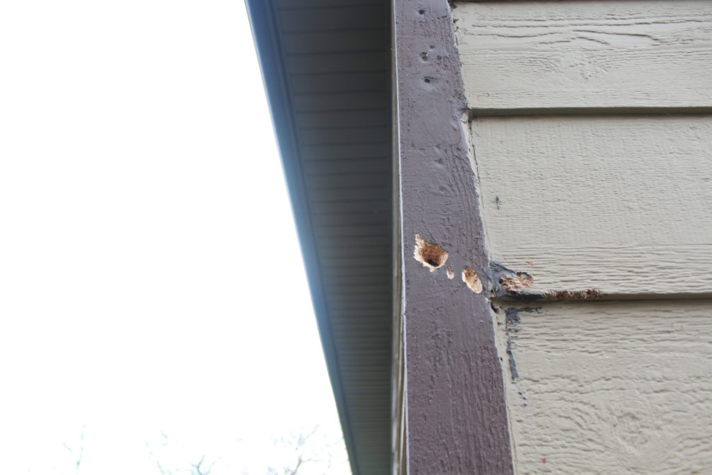 Wood pecker holes in siding on house