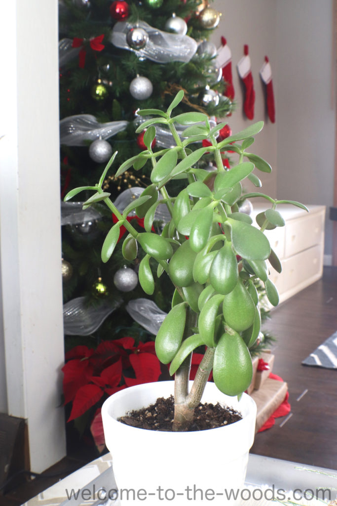 Don't put away your houseplants when decorating for Christmas, make them part of the decor