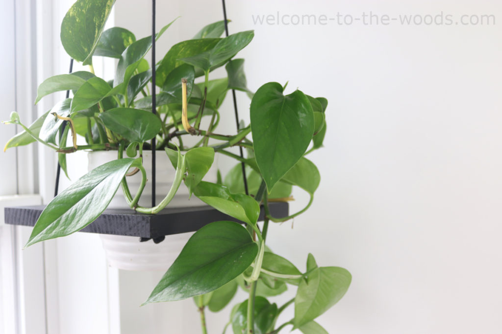 Modern hanging planter DIY project easy wood and nylon rope